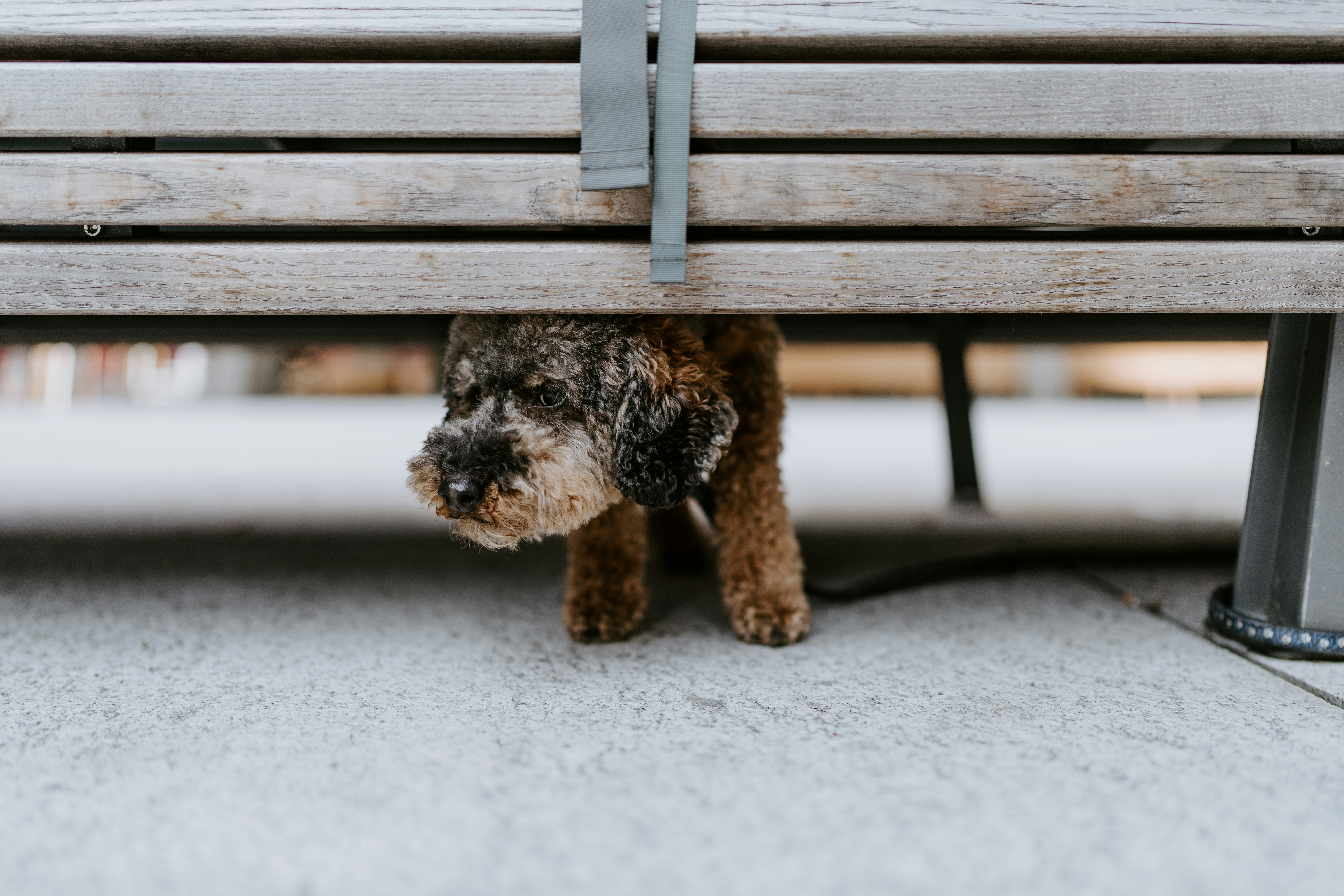 black and brown long coated small dog on brown wooden bench